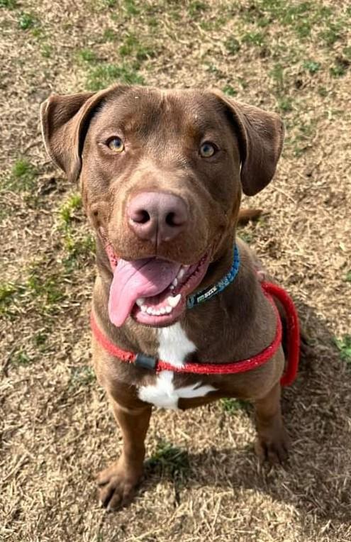 Buster, a Adoptable Chocolate Labrador Retriever in Columbia, TN image 1/6