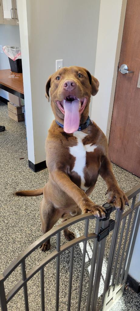 Buster, a Adoptable Chocolate Labrador Retriever in Columbia, TN image 2/6
