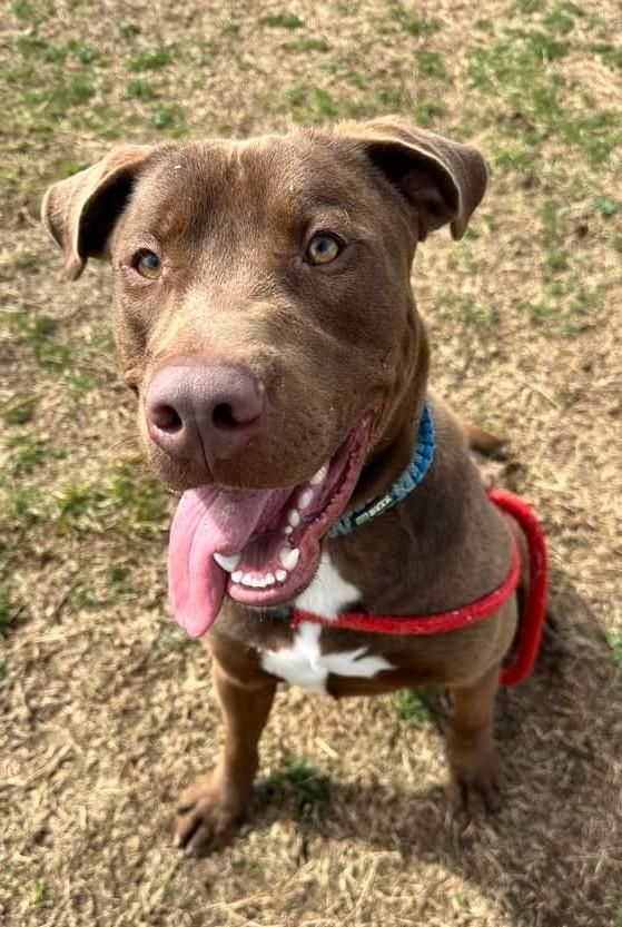 Buster, a Adoptable Chocolate Labrador Retriever in Columbia, TN image 3/6