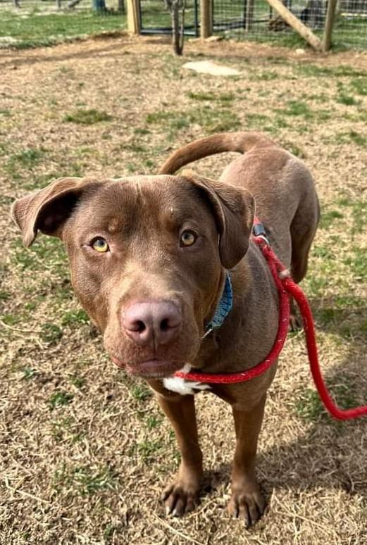 Buster, a Adoptable Chocolate Labrador Retriever in Columbia, TN image 4/6
