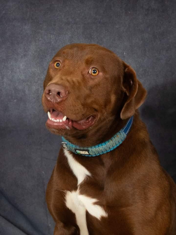 Buster, a Adoptable Chocolate Labrador Retriever in Columbia, TN image 5/6