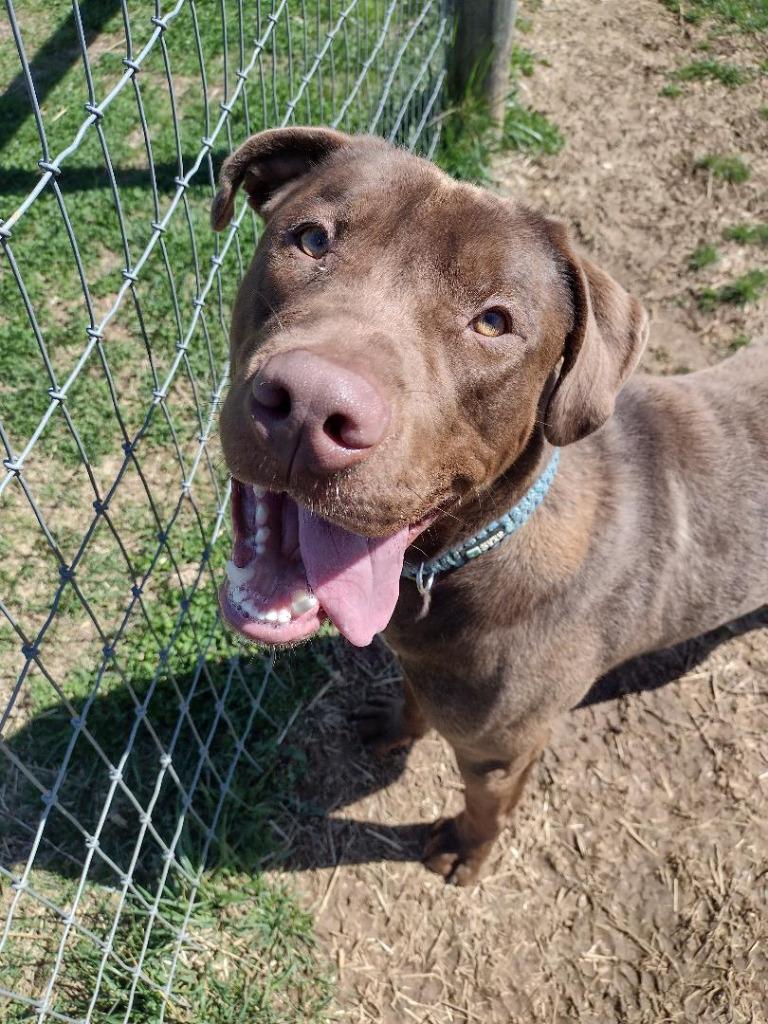 Buster, a Adoptable Chocolate Labrador Retriever in Columbia, TN image 6/6