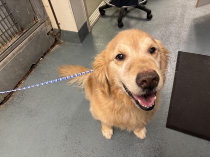 Rhett — thumbnail 2