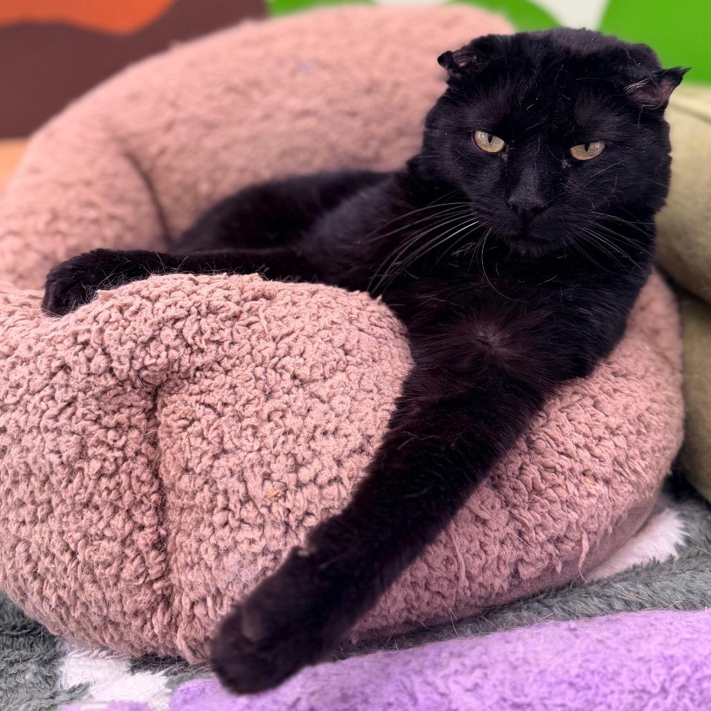 Baby Boy, a Adoptable Domestic Short Hair in Mount Laurel, NJ image 6/6
