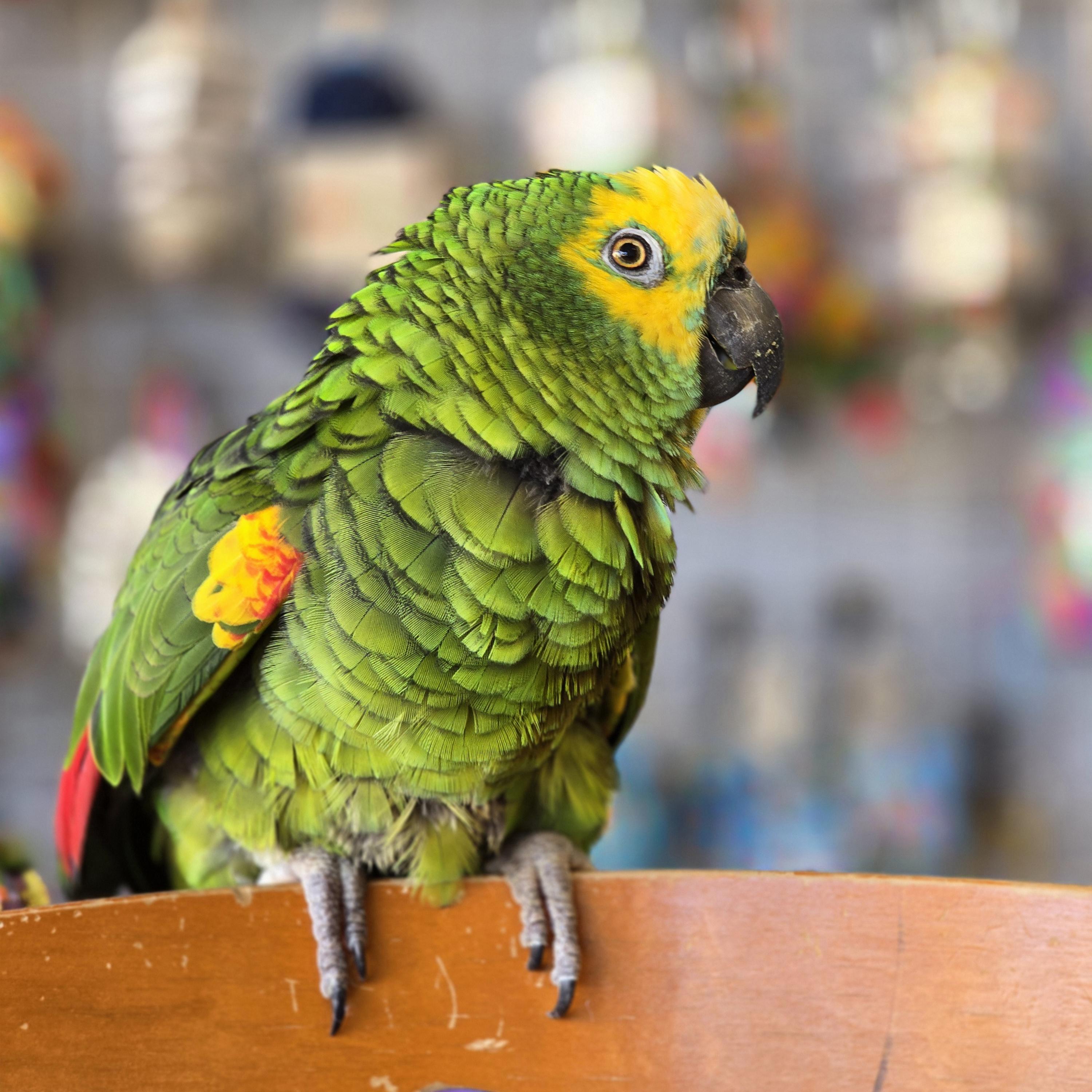 Enlarge Baby Bird, a Adoptable Amazon in Waukesha, WI image 3/6