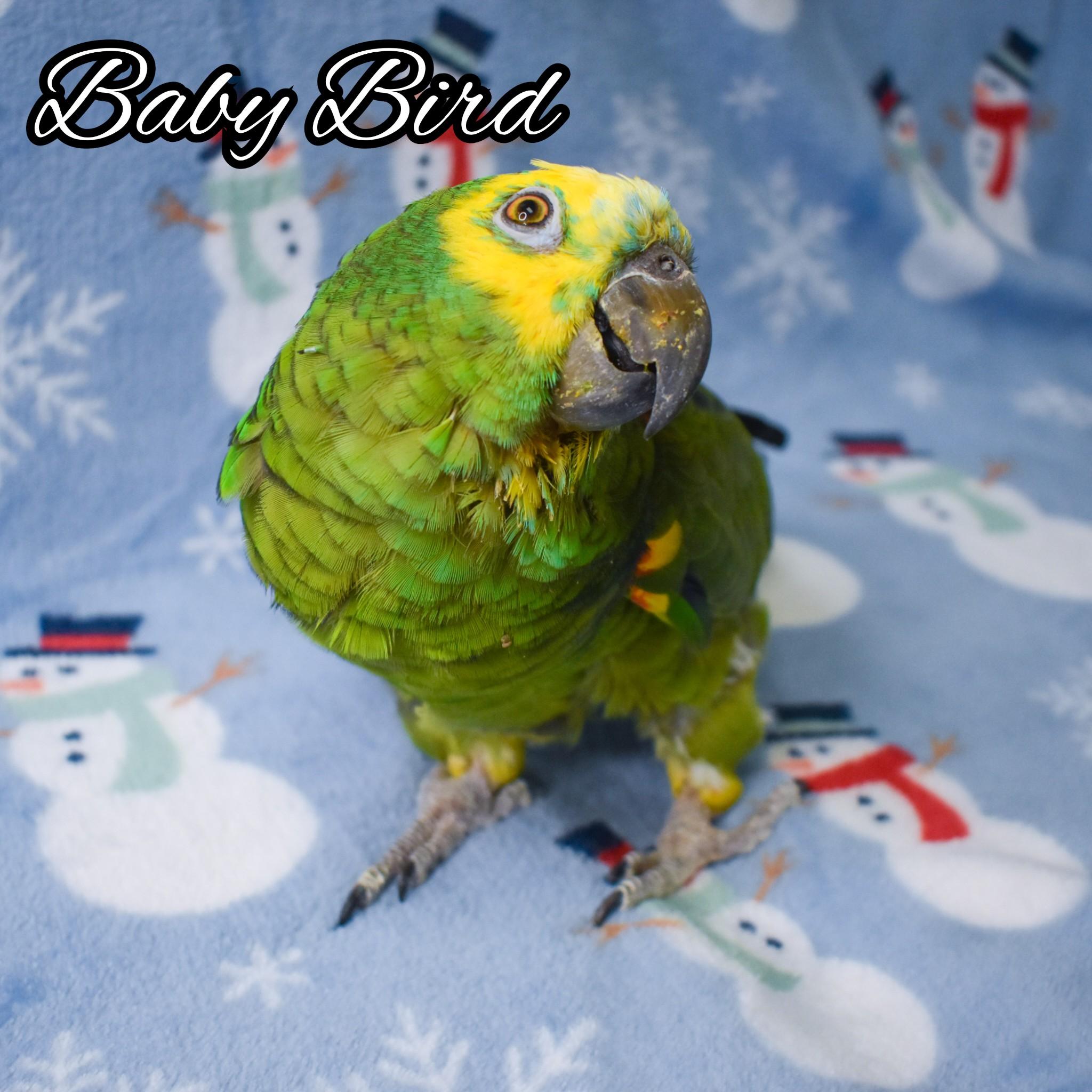 Baby Bird, Adoptable, Senior Male Amazon.