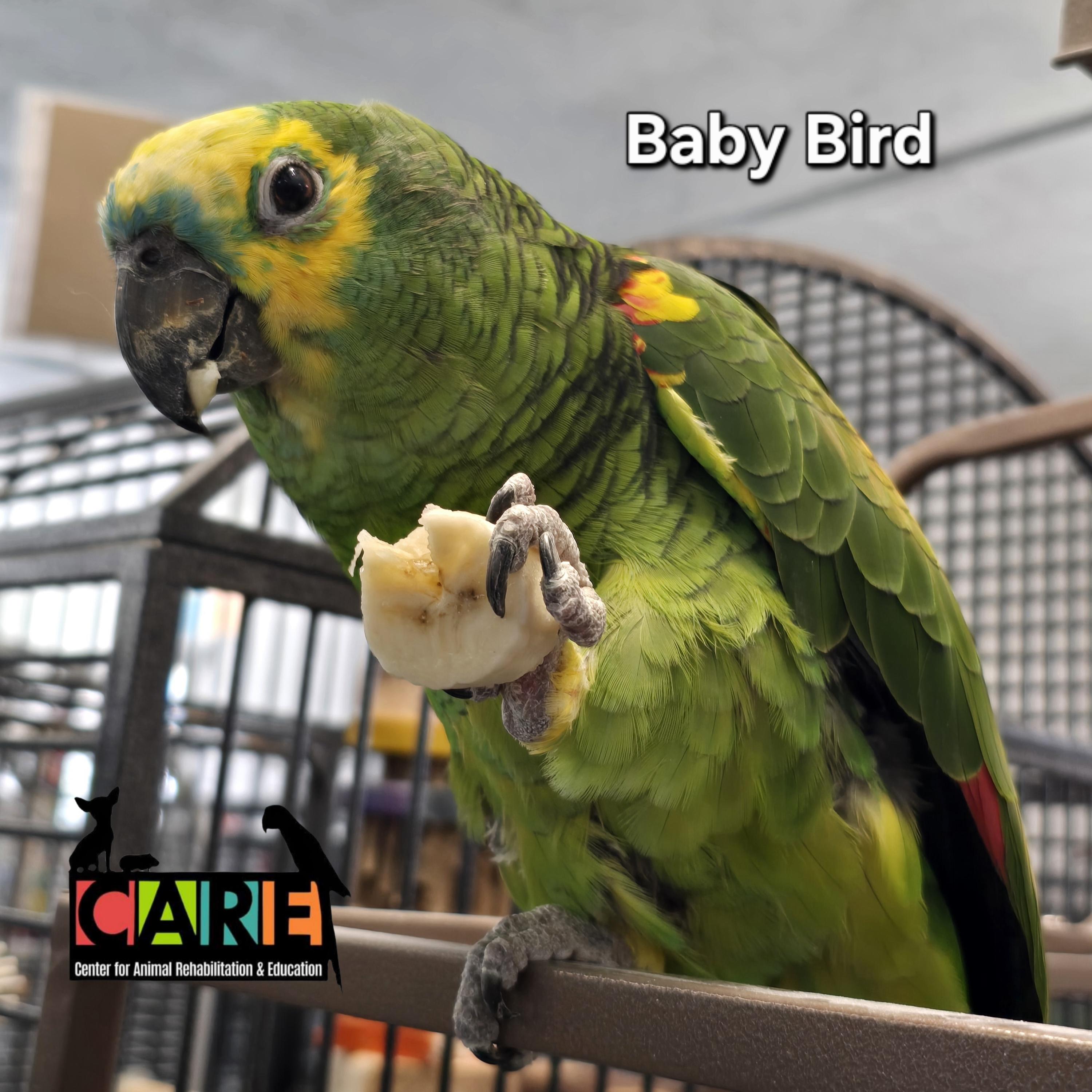 Enlarge Baby Bird, a Adoptable Amazon in Waukesha, WI image 1/6
