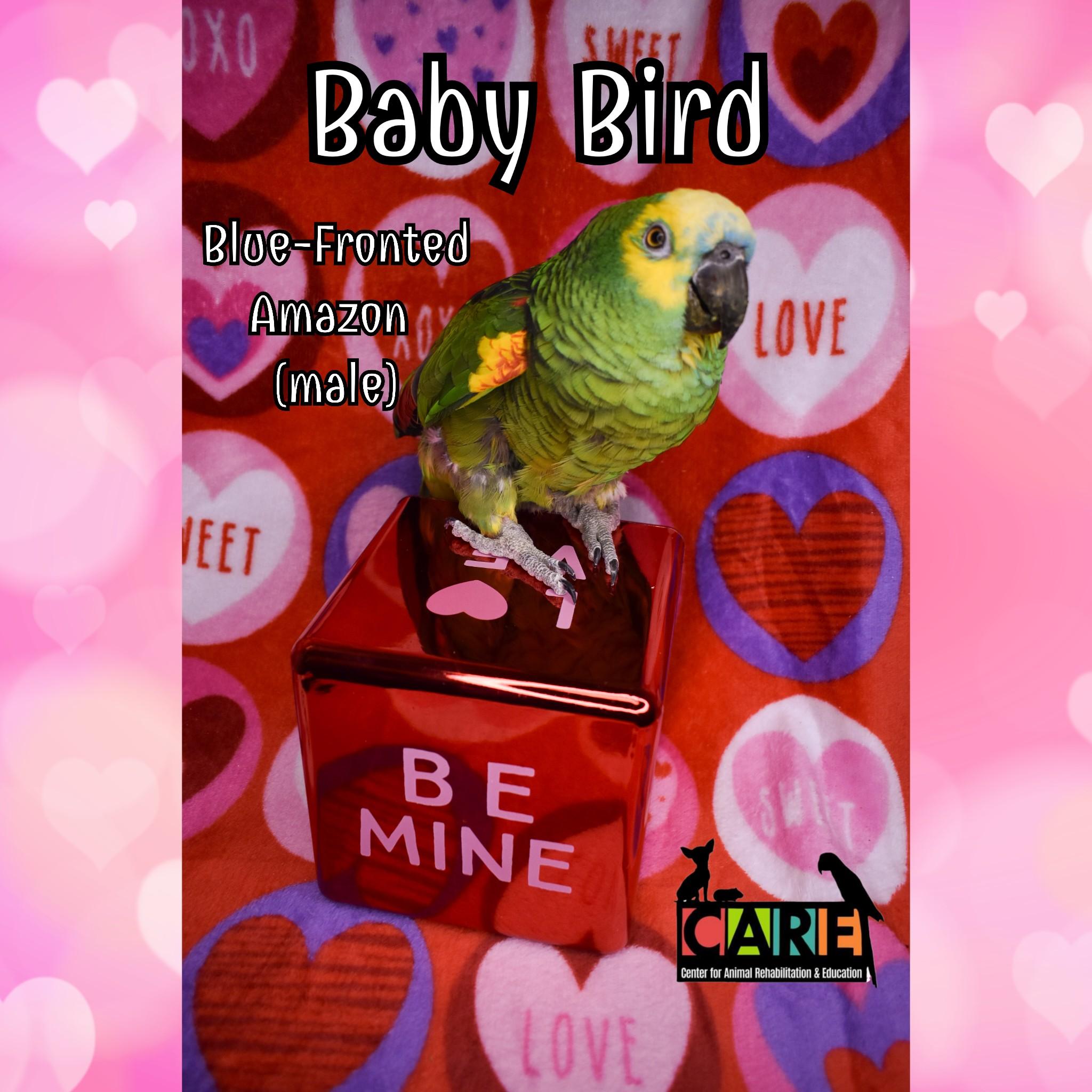 Enlarge Baby Bird, a Adoptable Amazon in Waukesha, WI image 5/6