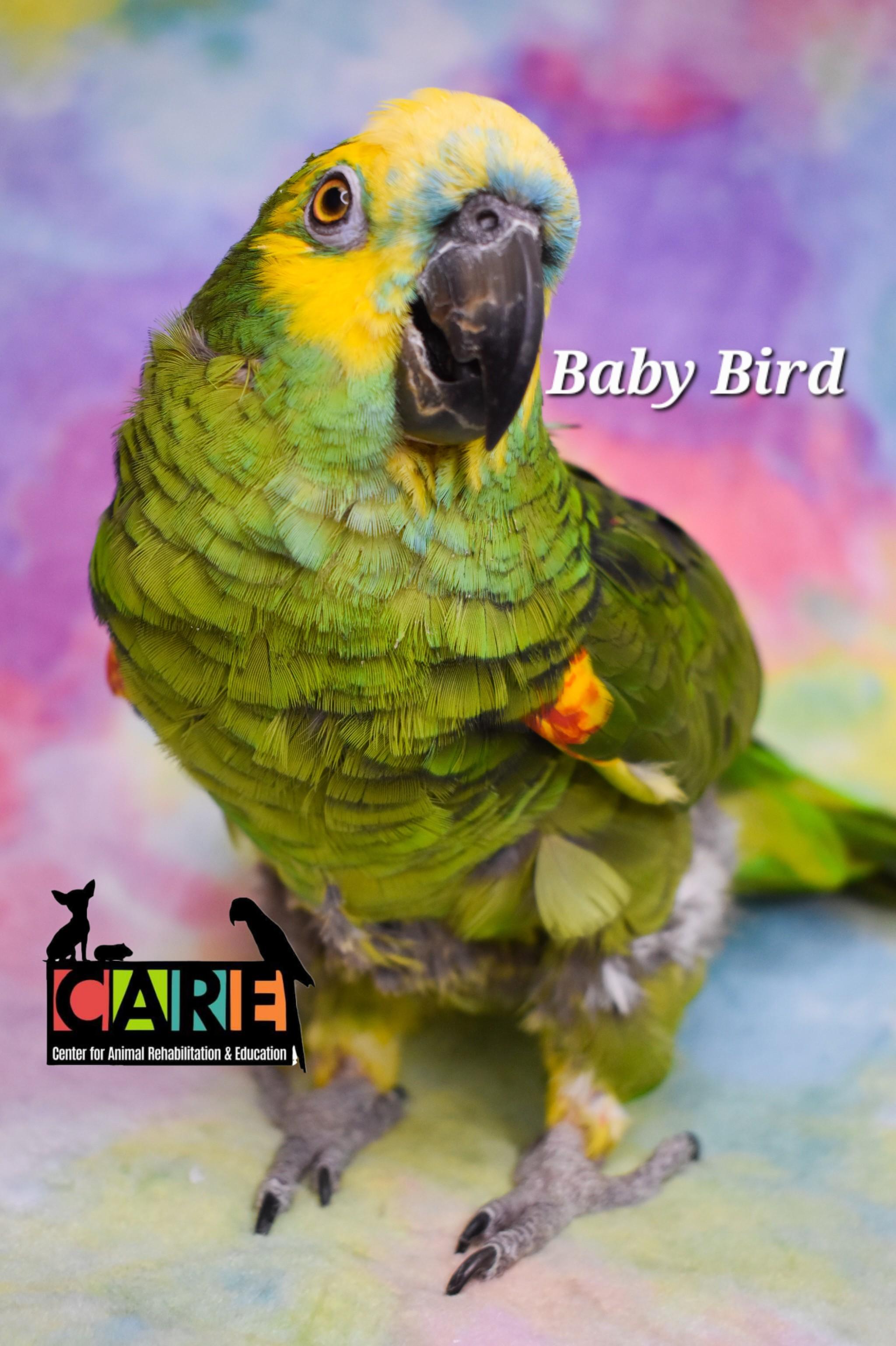 Enlarge Baby Bird, a Adoptable Amazon in Waukesha, WI image 4/6
