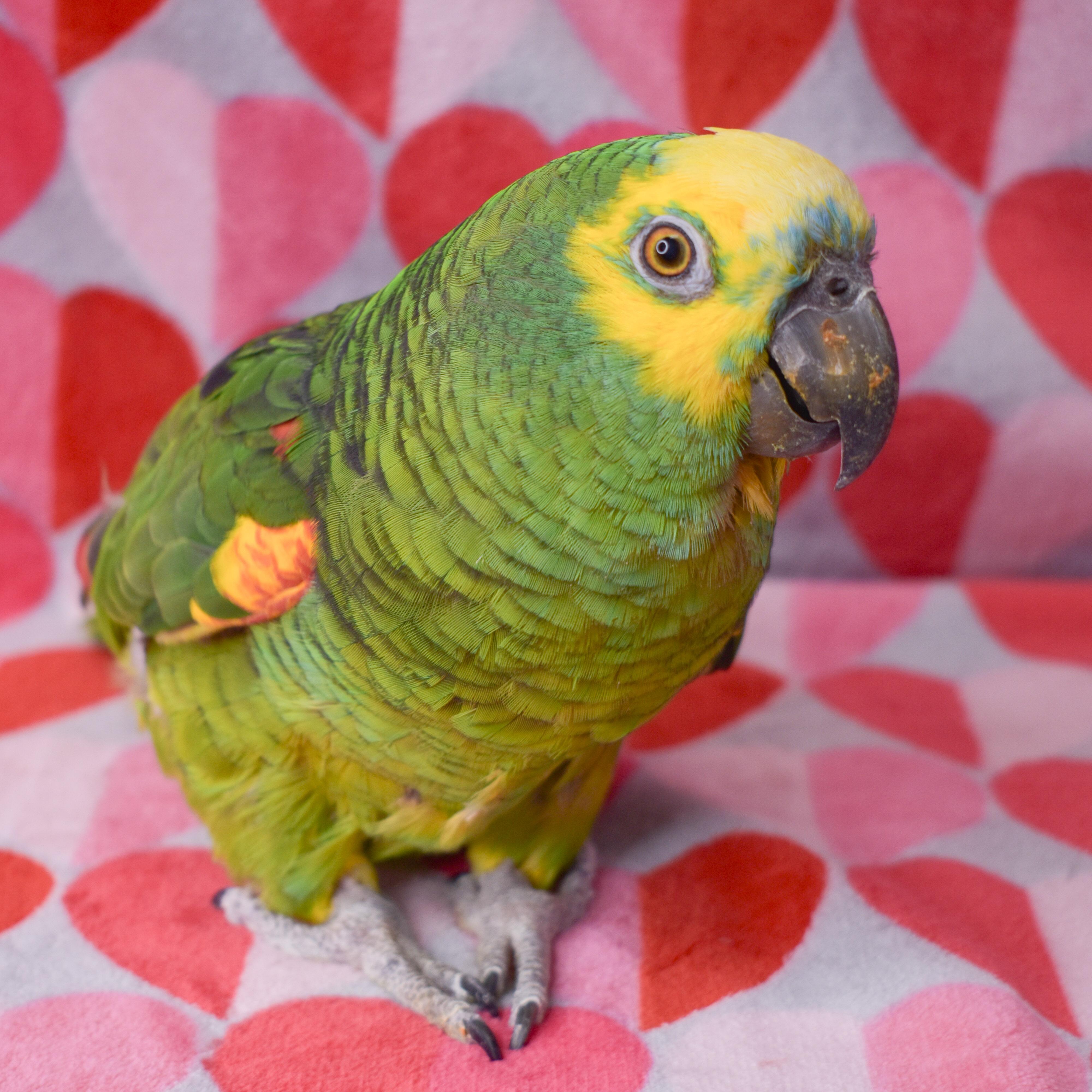 Enlarge Baby Bird, a Adoptable Amazon in Waukesha, WI image 1/6