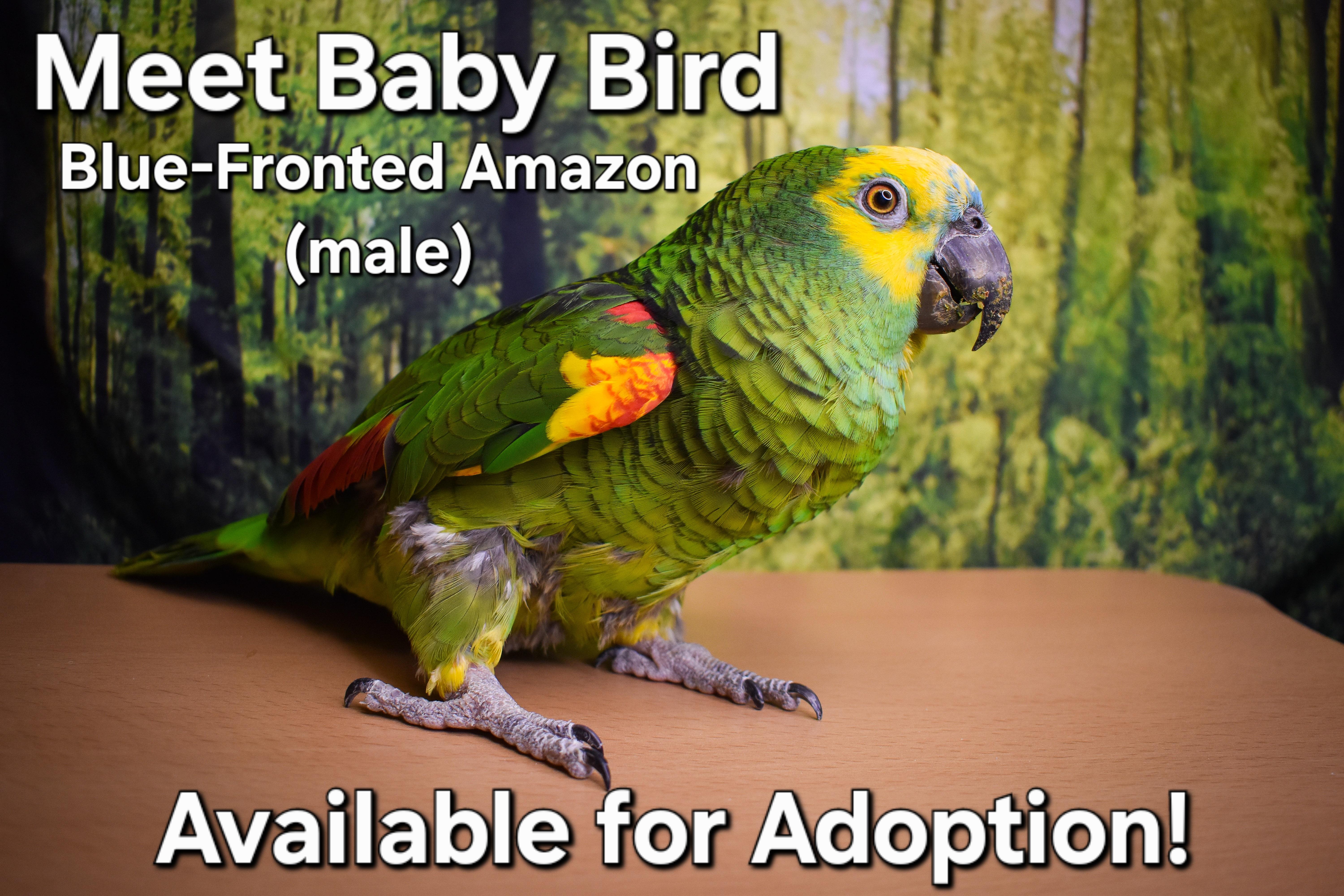 Enlarge Baby Bird, a Adoptable Amazon in Waukesha, WI image 6/6