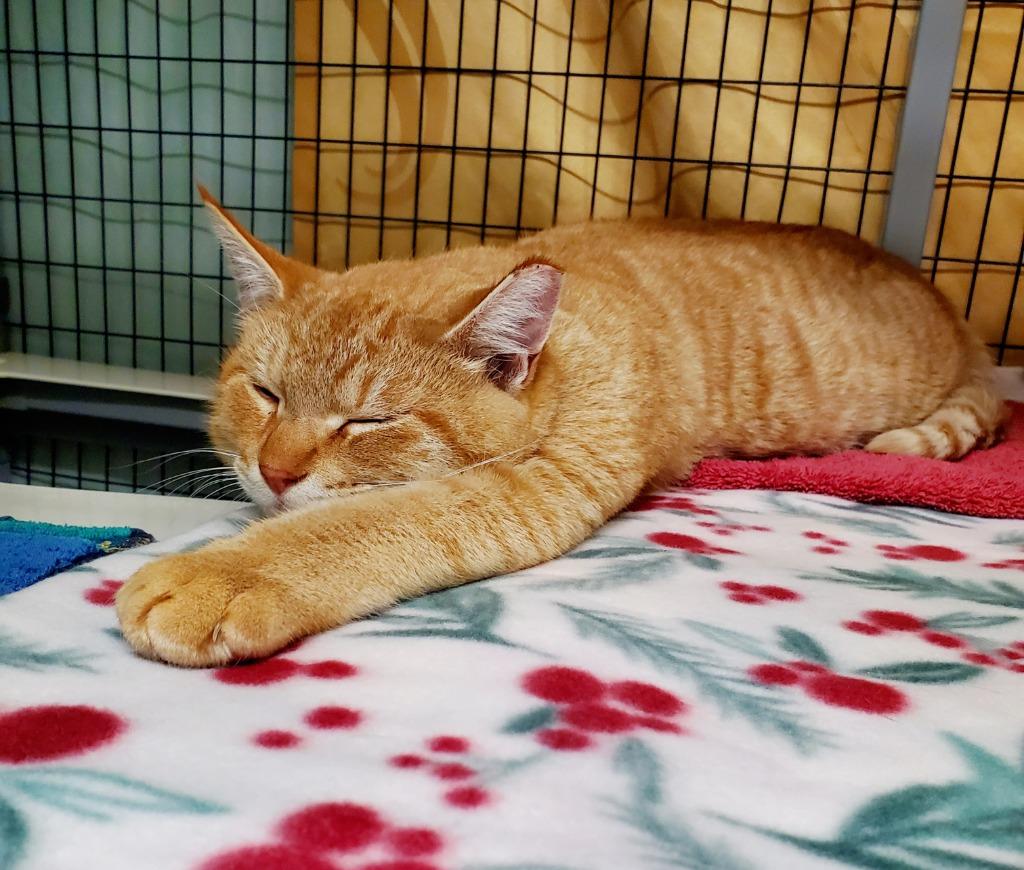 Enlarge Hercules, a Adoptable Tabby in Grants Pass, OR image 1/1