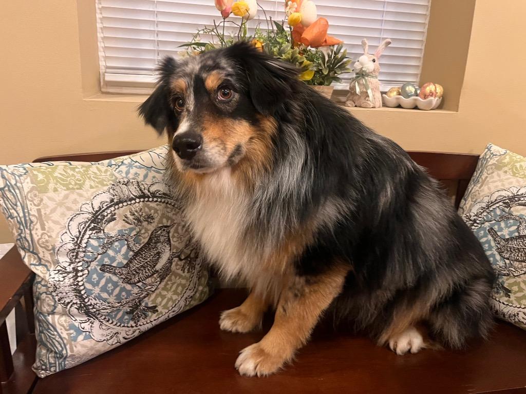 Harry, Adopted, Young Male Australian Shepherd.