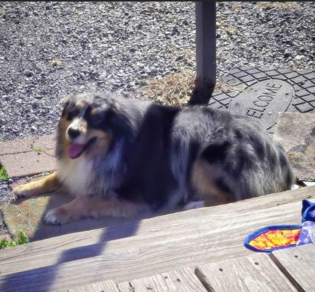 Enlarge Harry, a Adopted Australian Shepherd in Murray, KY image 2/3