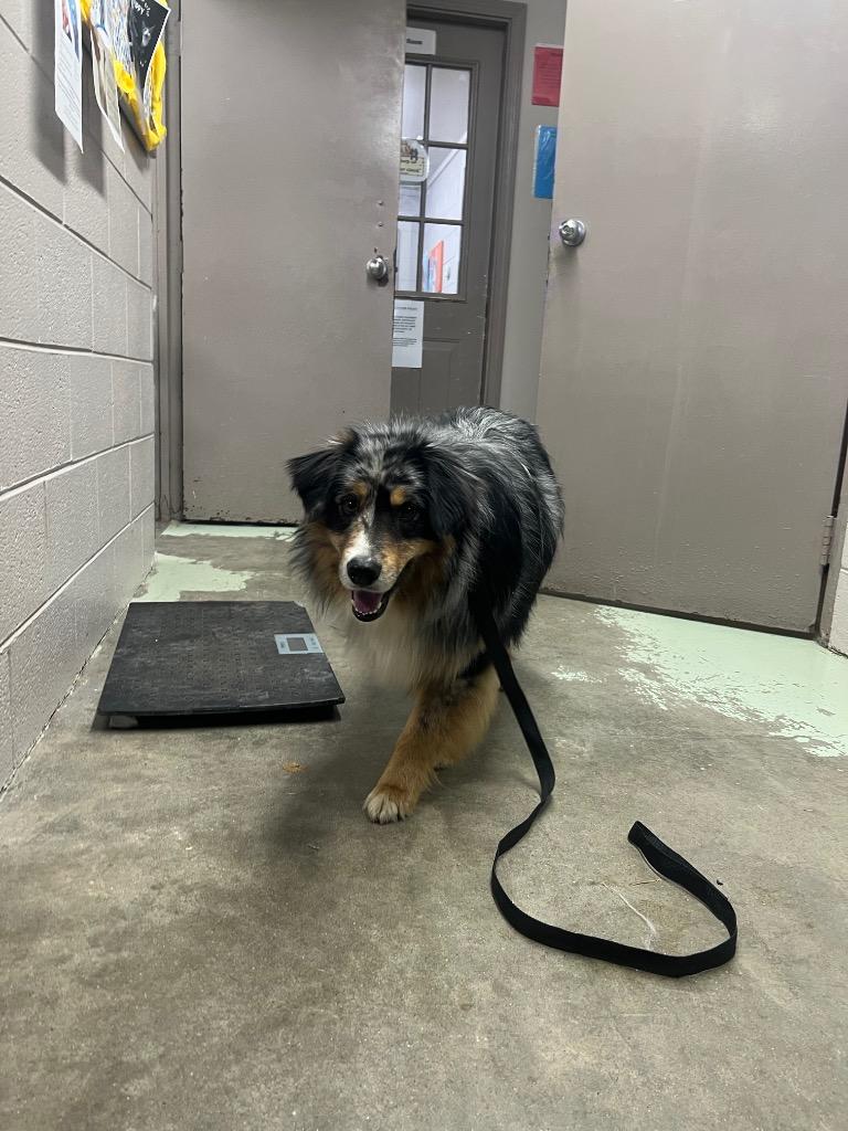 Enlarge Harry, a Adopted Australian Shepherd in Murray, KY image 3/3