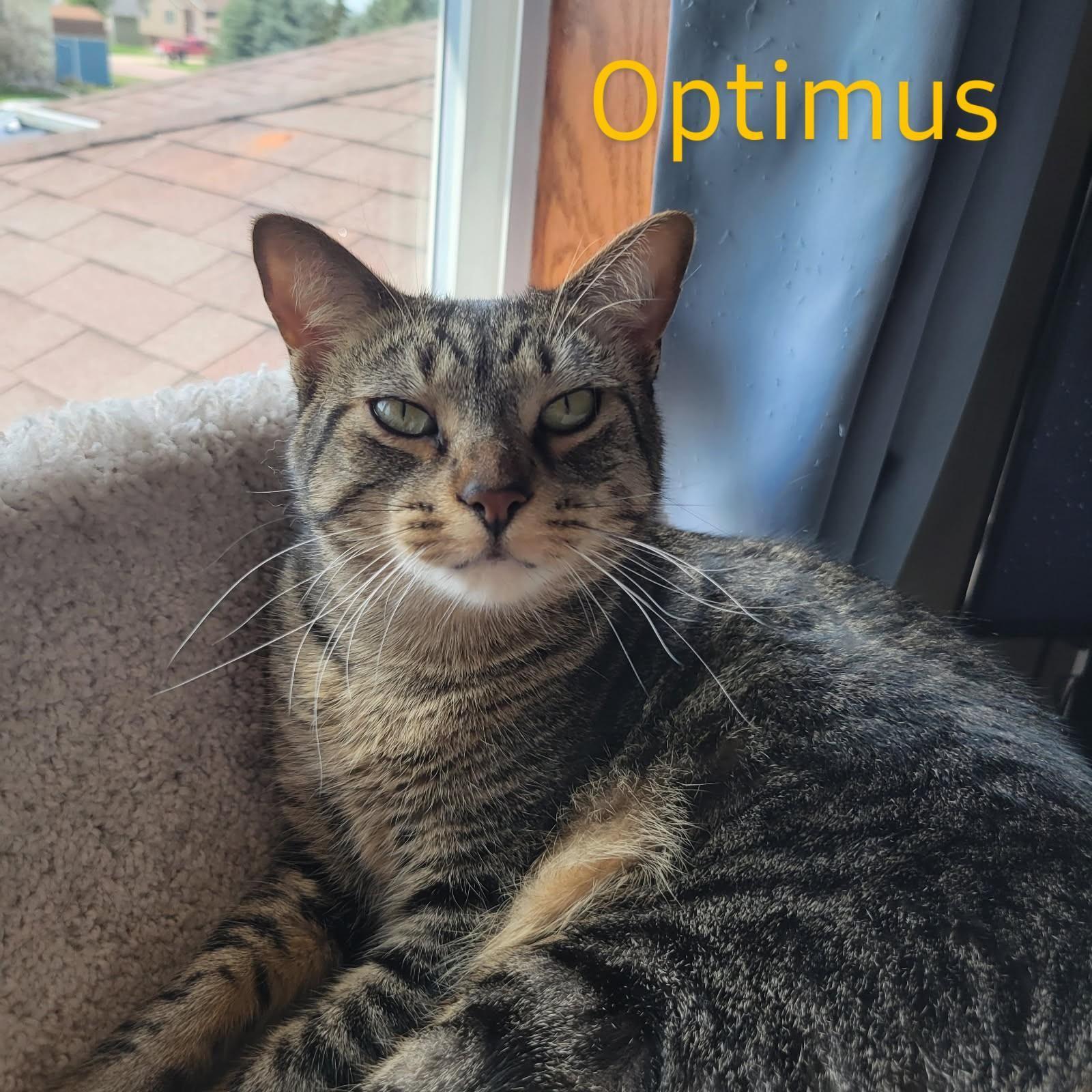Optimus Prime
