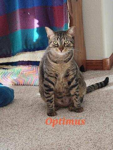 Optimus Prime, an adoptable Domestic Short Hair in Sioux Falls, SD, 57101 | Photo Image 3