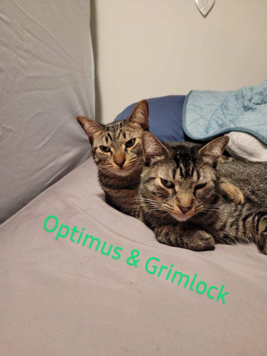 Optimus Prime, an adoptable Domestic Short Hair in Sioux Falls, SD, 57101 | Photo Image 4