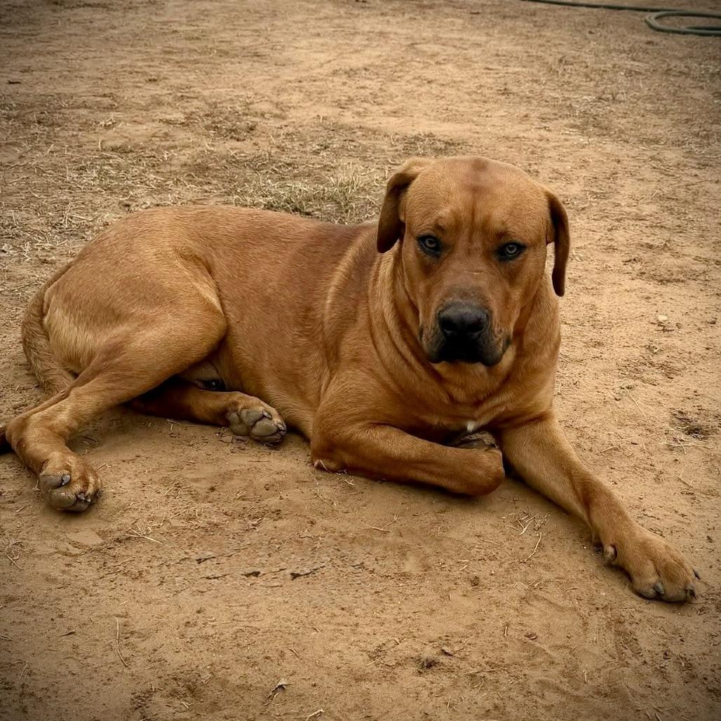 Rusty, Adoptable, Adult Male Mastiff & Mixed Breed.