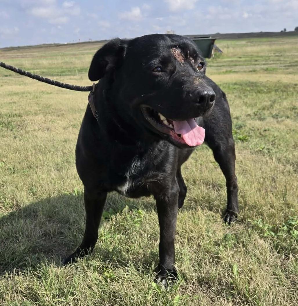 Augustus, Adoptable, Adult Male Labrador Retriever.