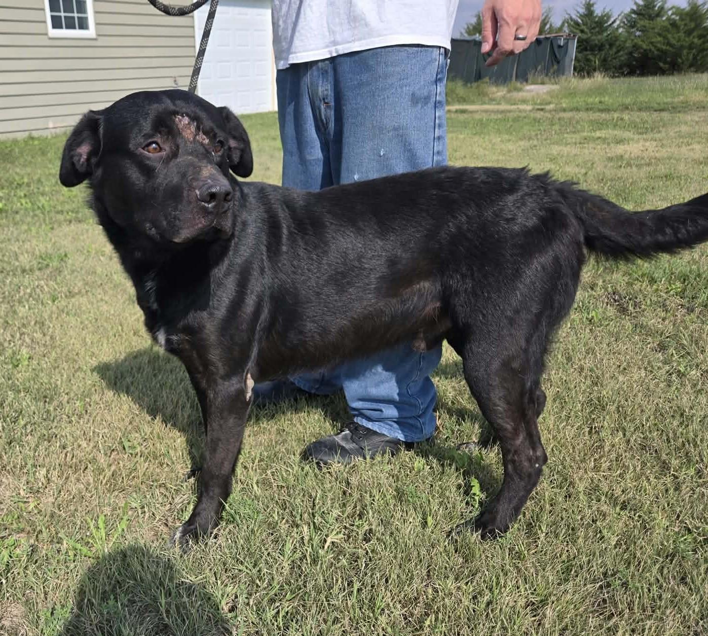Enlarge Augustus, a Adoptable mixed breed in Larned, KS image 6/6