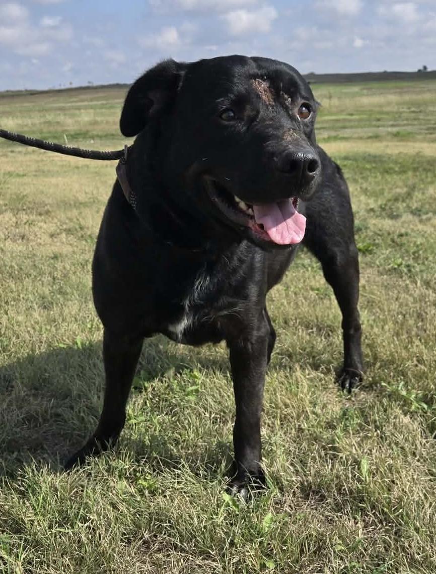 Enlarge Augustus, a Adoptable mixed breed in Larned, KS image 2/6