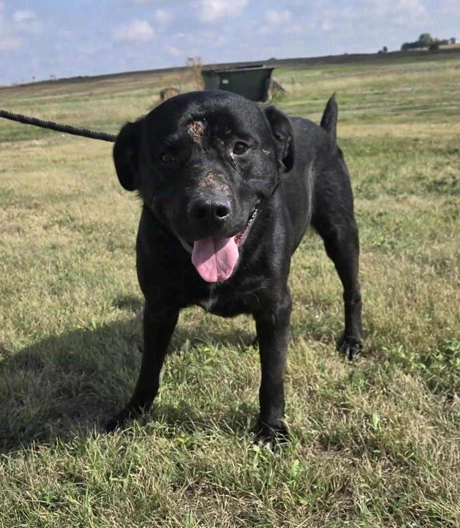 Enlarge Augustus, a Adoptable mixed breed in Larned, KS image 4/6