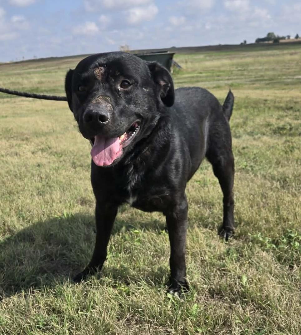 Enlarge Augustus, a Adoptable mixed breed in Larned, KS image 3/6