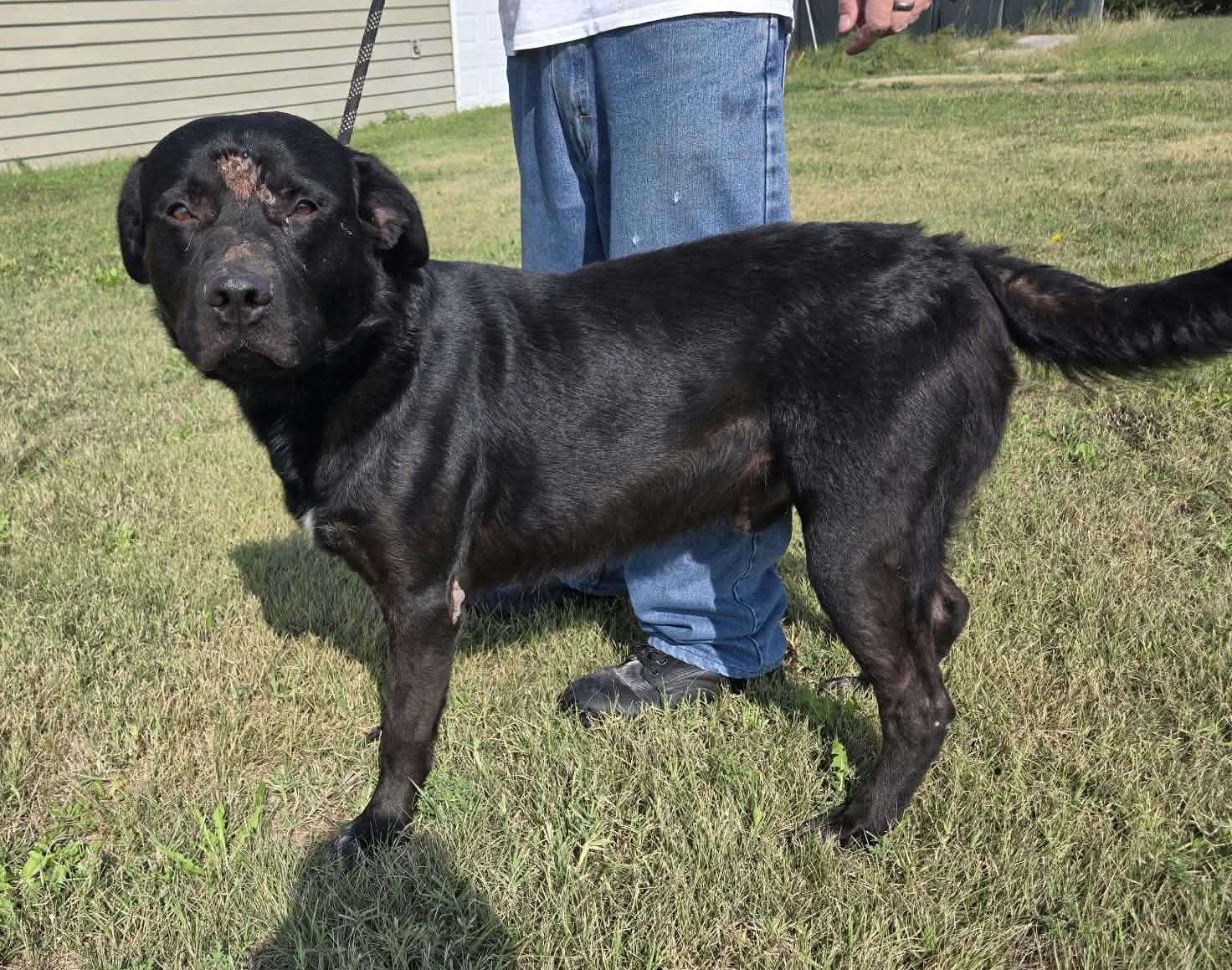 Enlarge Augustus, a Adoptable mixed breed in Larned, KS image 5/6