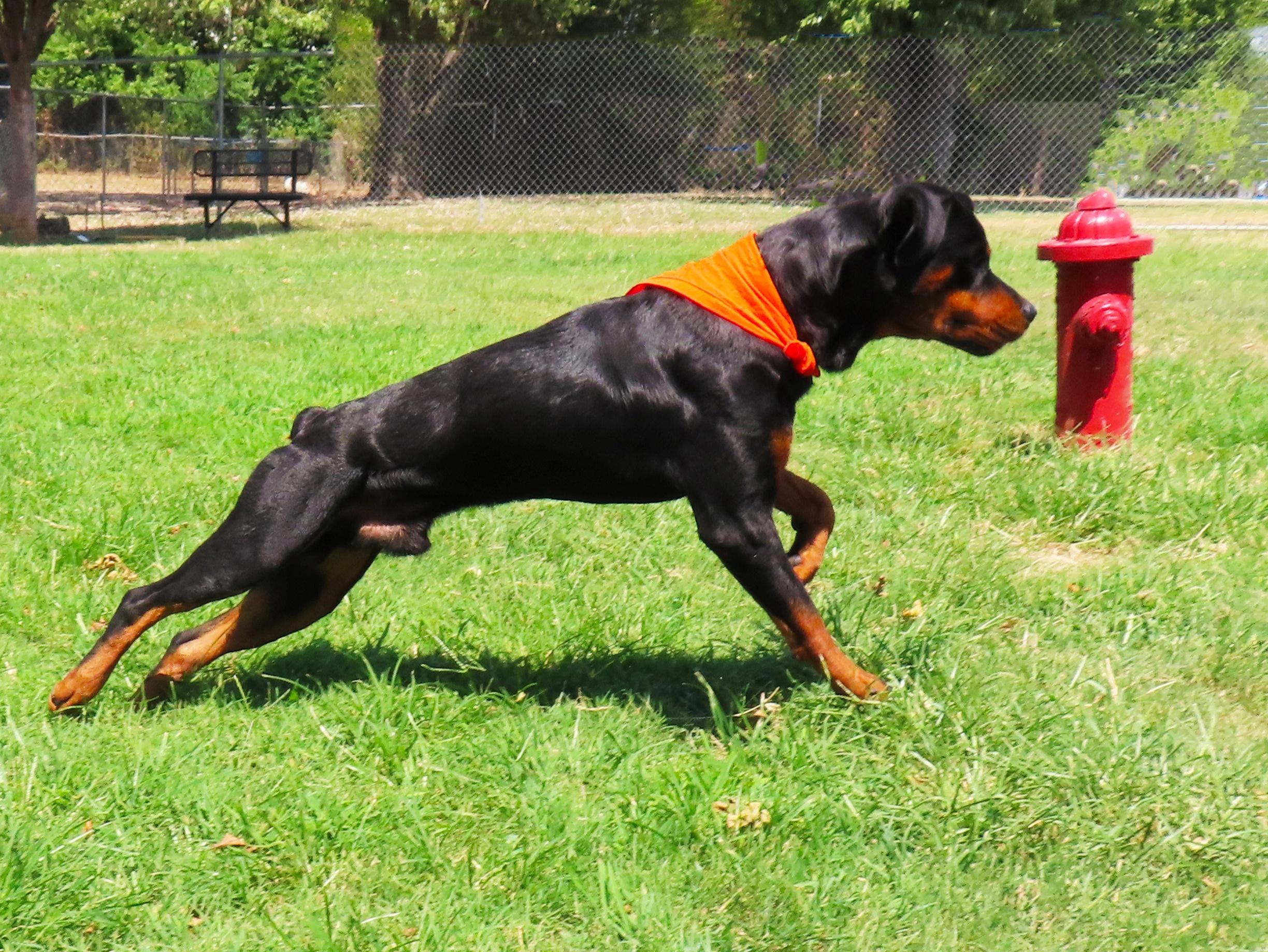 Enlarge Rex 26C-215A, a Adopted Rottweiler in Rogers, AR image 4/5