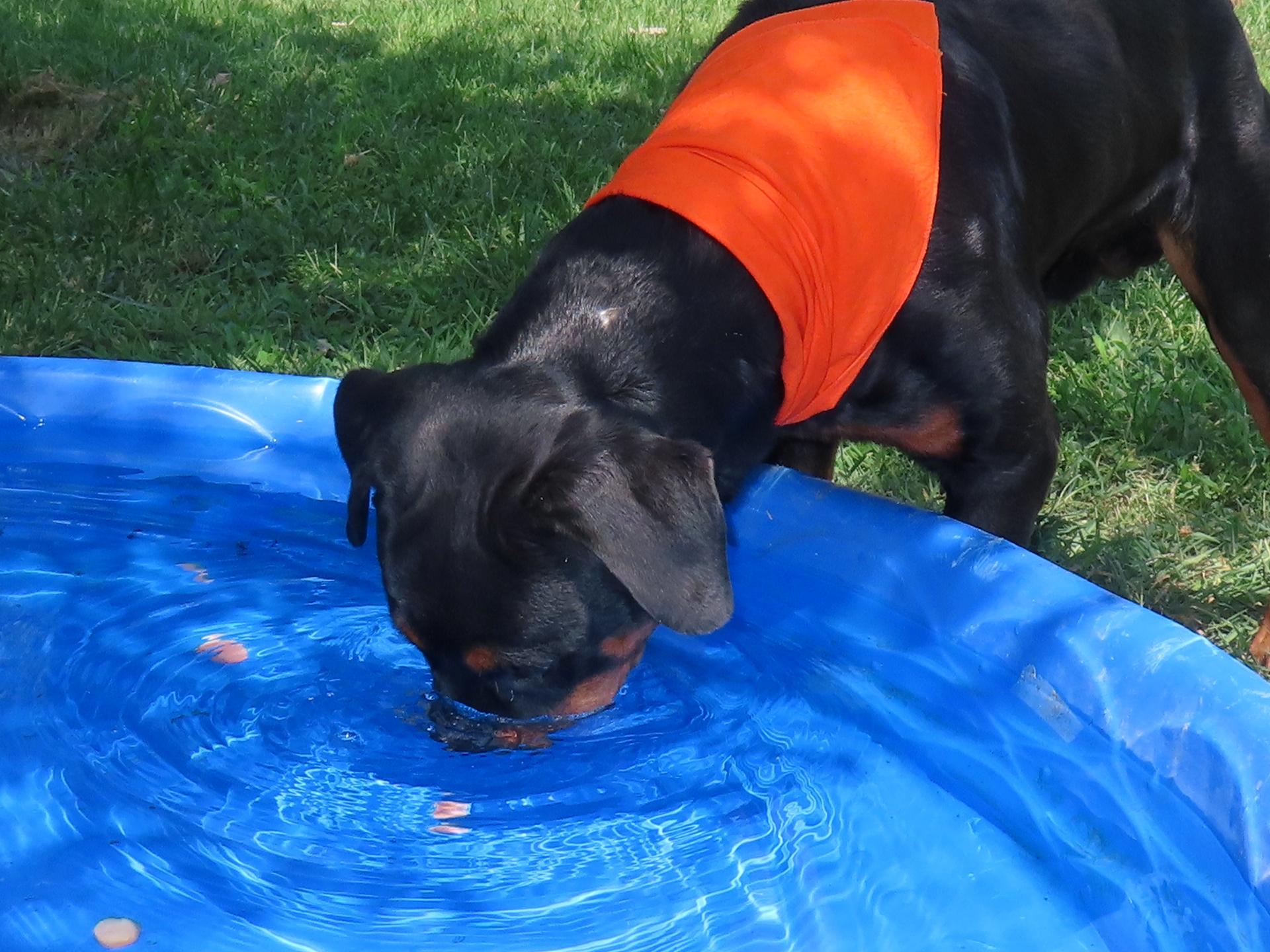 Enlarge Rex 26C-215A, a Adopted Rottweiler in Rogers, AR image 2/5