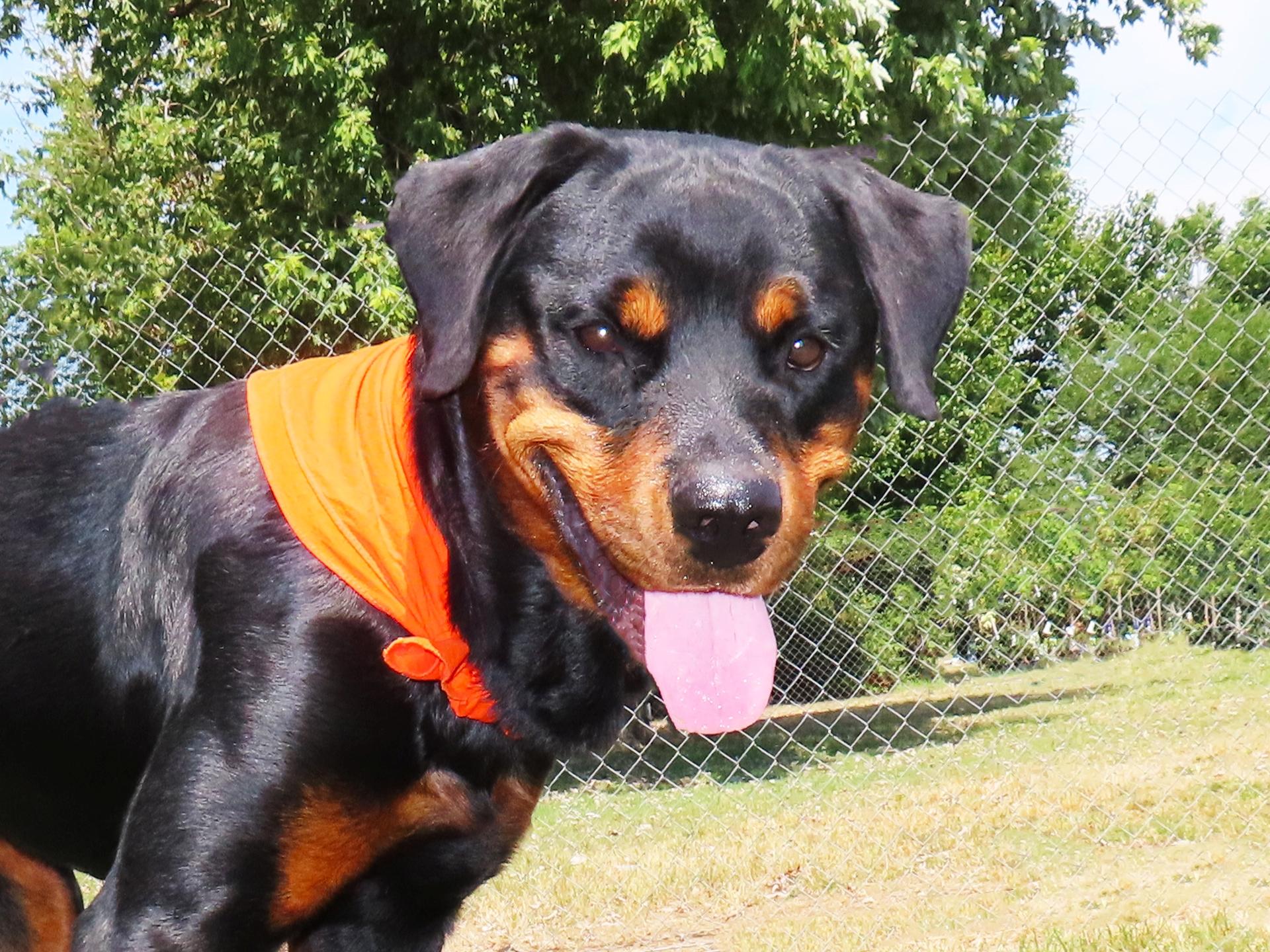 Enlarge Rex 26C-215A, a Adopted Rottweiler in Rogers, AR image 1/5