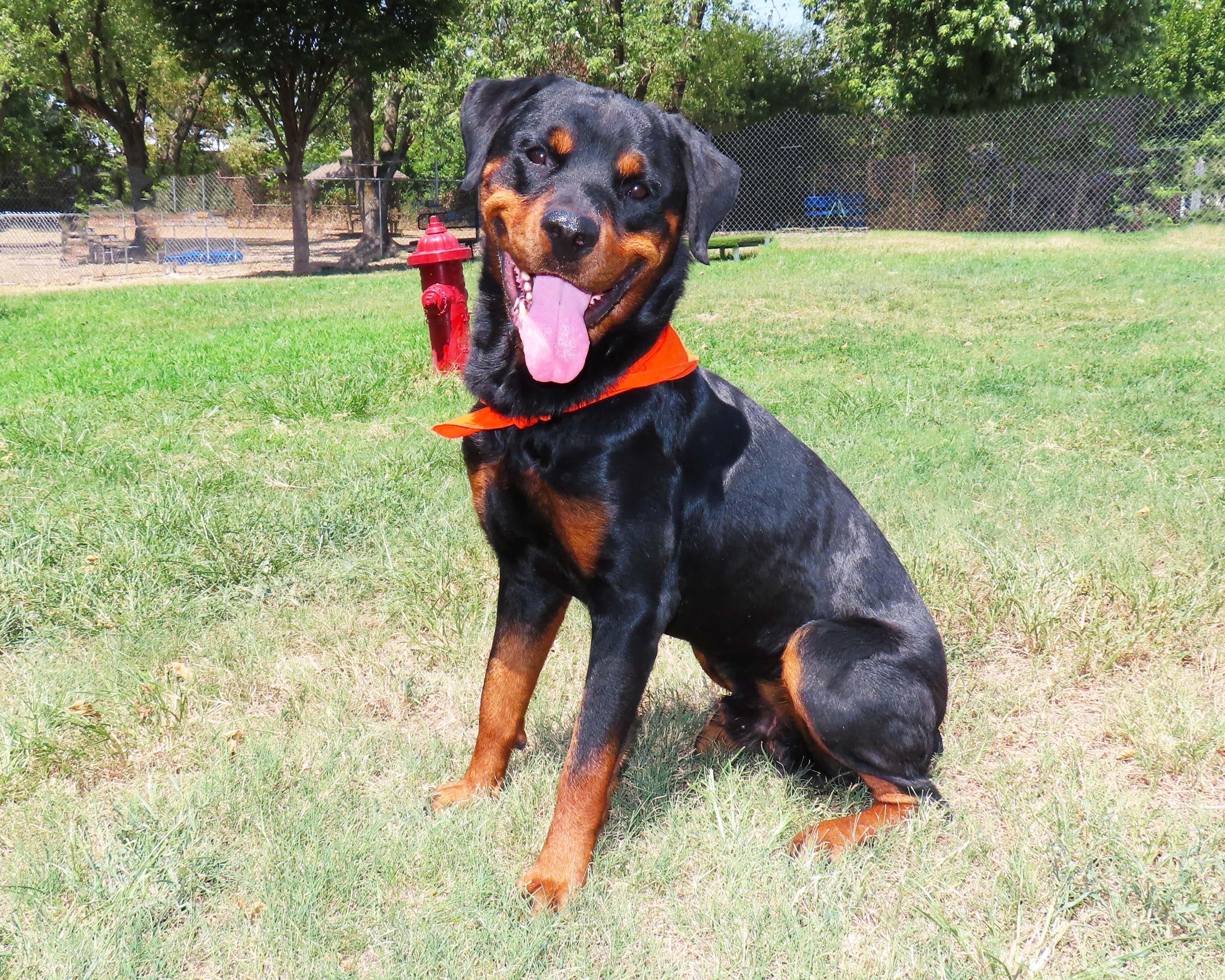 Enlarge Rex 26C-215A, a Adopted Rottweiler in Rogers, AR image 3/5