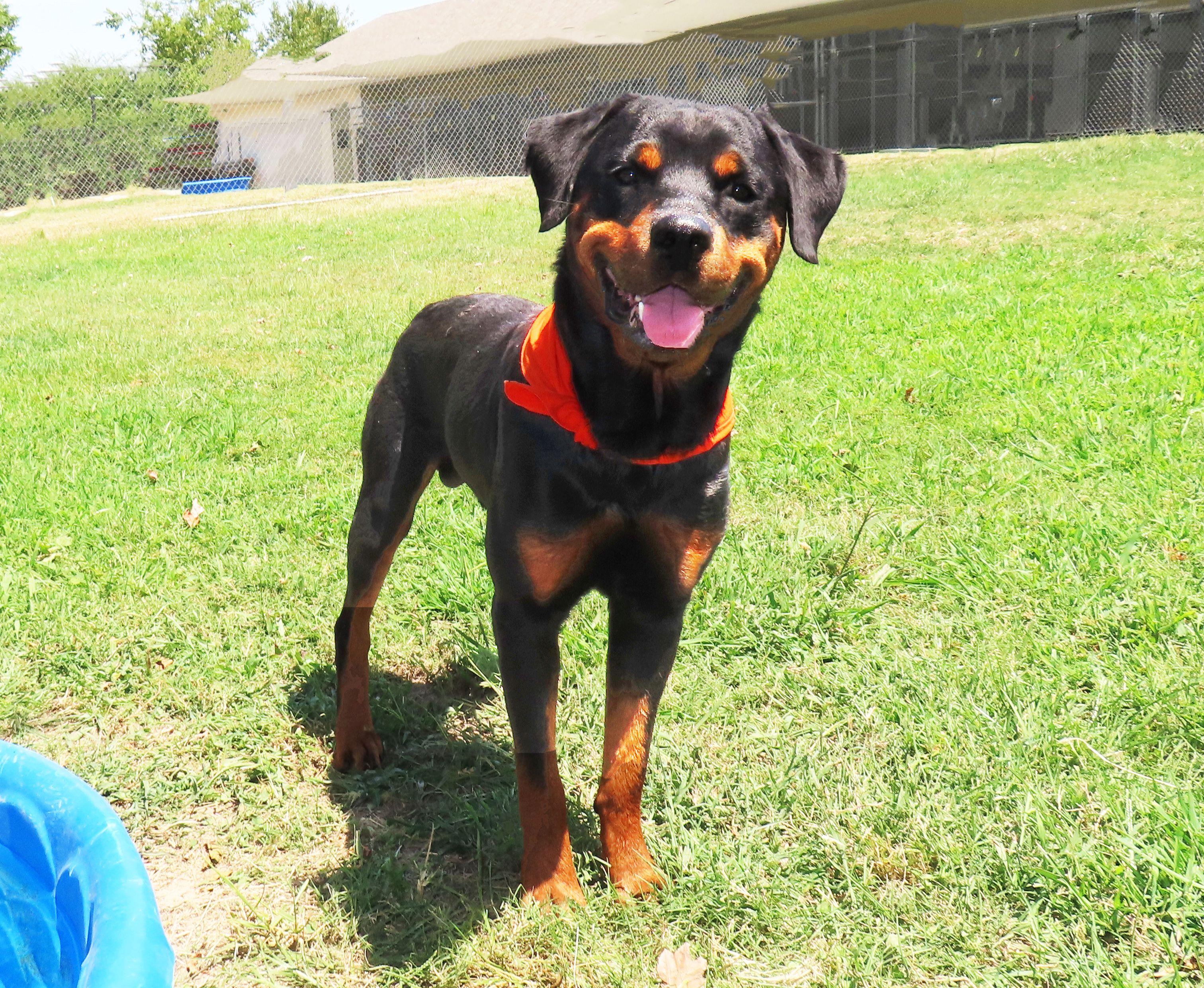 Enlarge Rex 26C-215A, a Adopted Rottweiler in Rogers, AR image 5/5