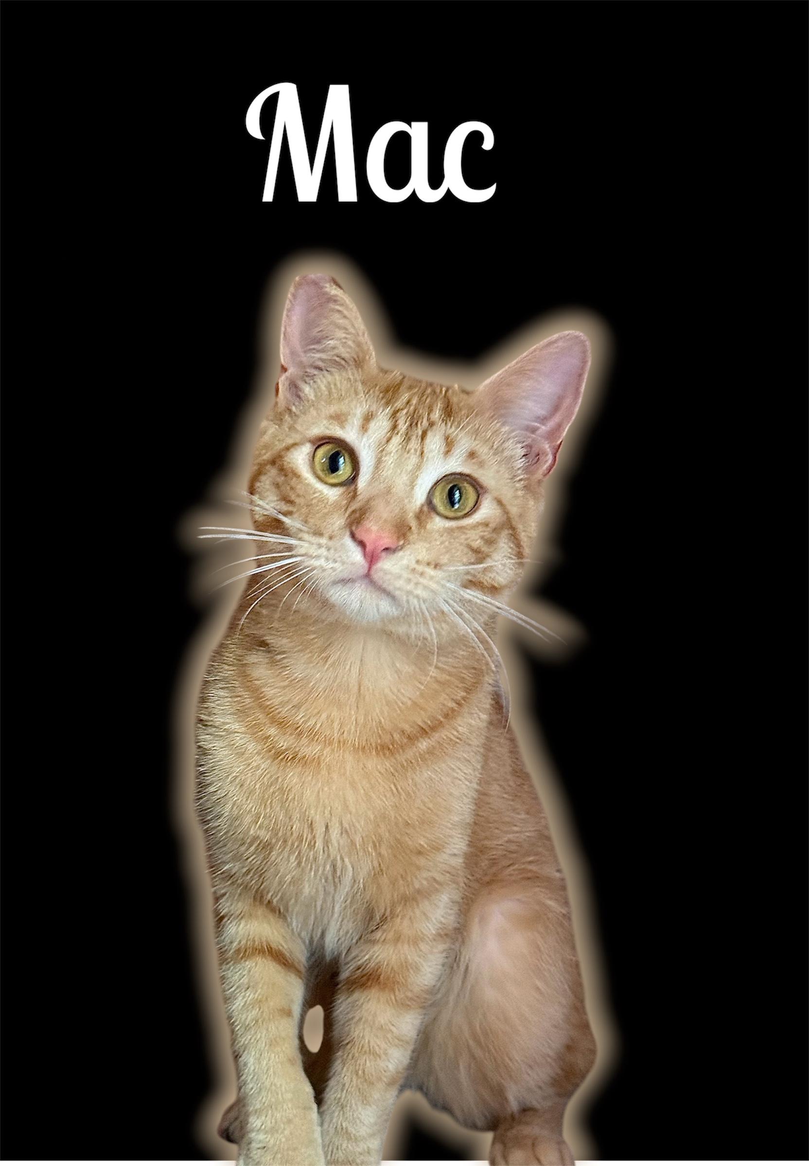 Easy Mac n Cheesy, ADOPTABLE, Adult Male Domestic Short Hair.