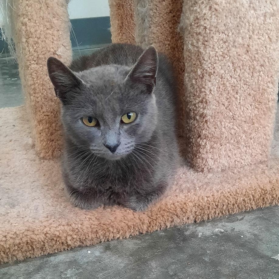 Enlarge Envie, a ADOPTABLE mixed breed in Metropolis, IL image 3/3