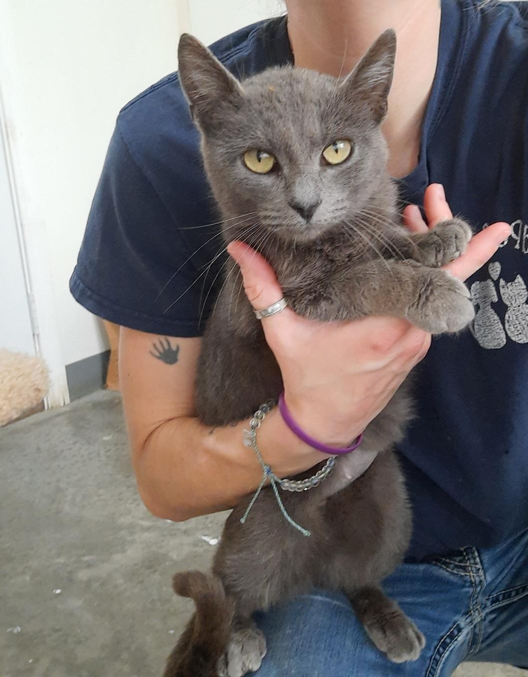 Envie, ADOPTABLE, Young Female Domestic Short Hair.