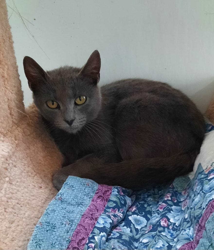 Enlarge Envie, a ADOPTABLE mixed breed in Metropolis, IL image 2/3