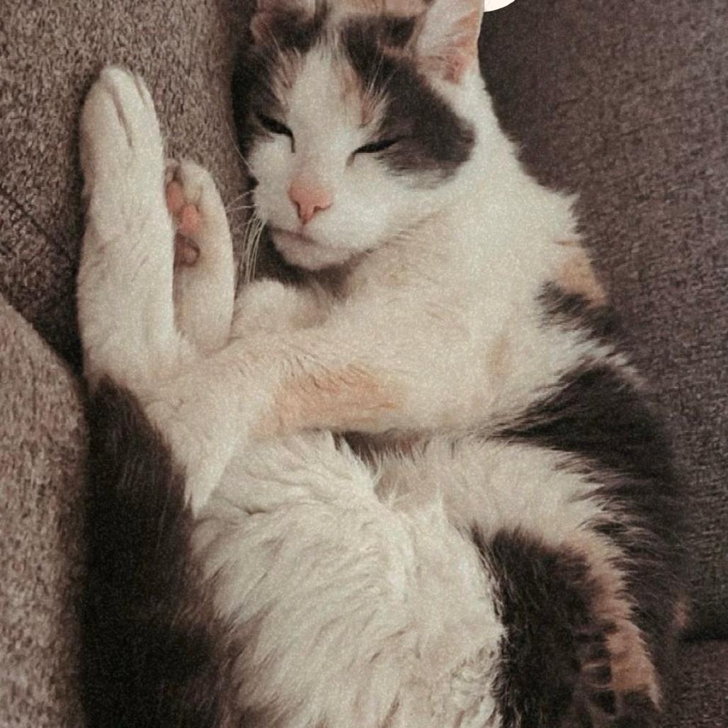 Angel, a Adoptable Domestic Short Hair in Lynchburg, VA image 1/5