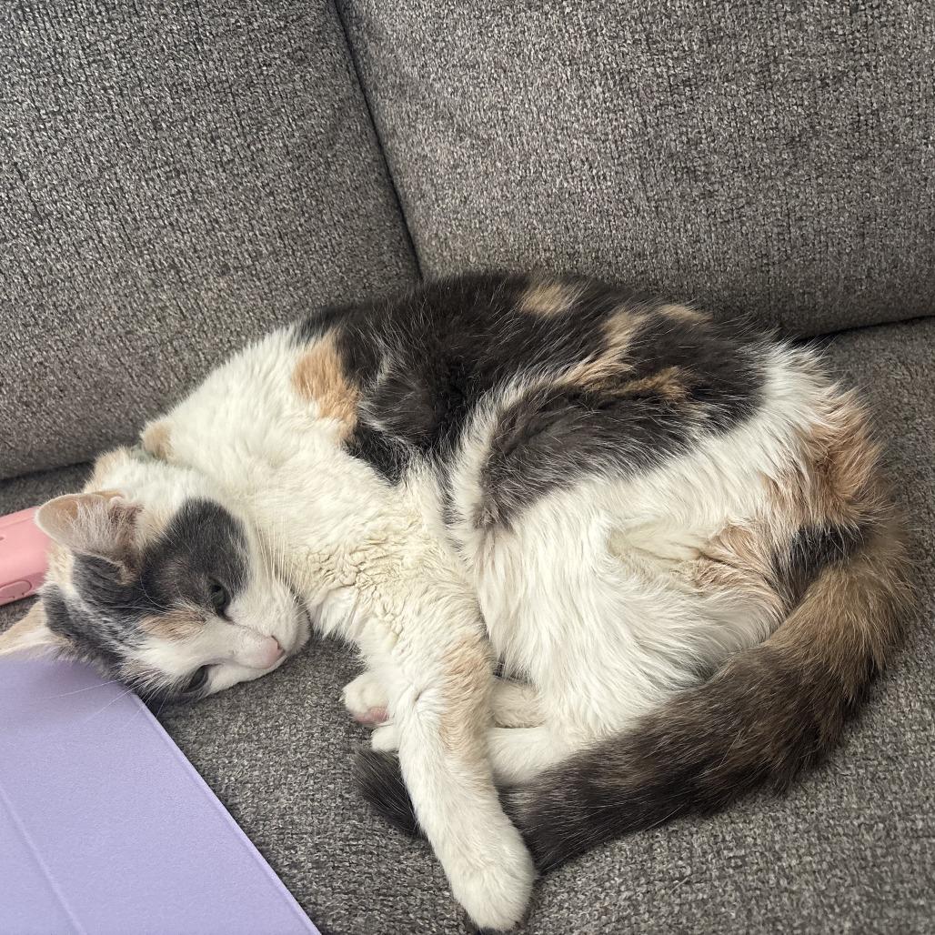 Angel — thumbnail 2