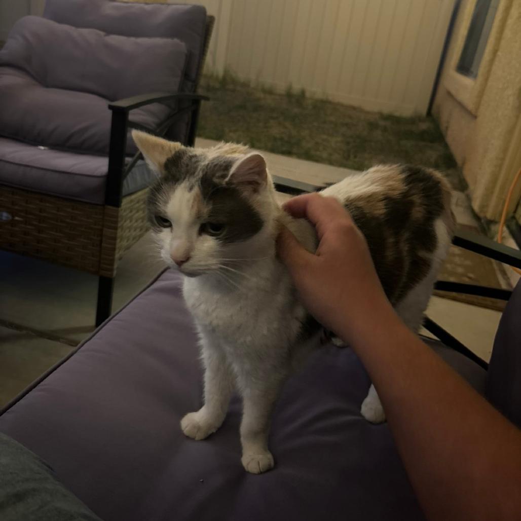 Angel, a Adoptable Domestic Short Hair in Lynchburg, VA image 3/5