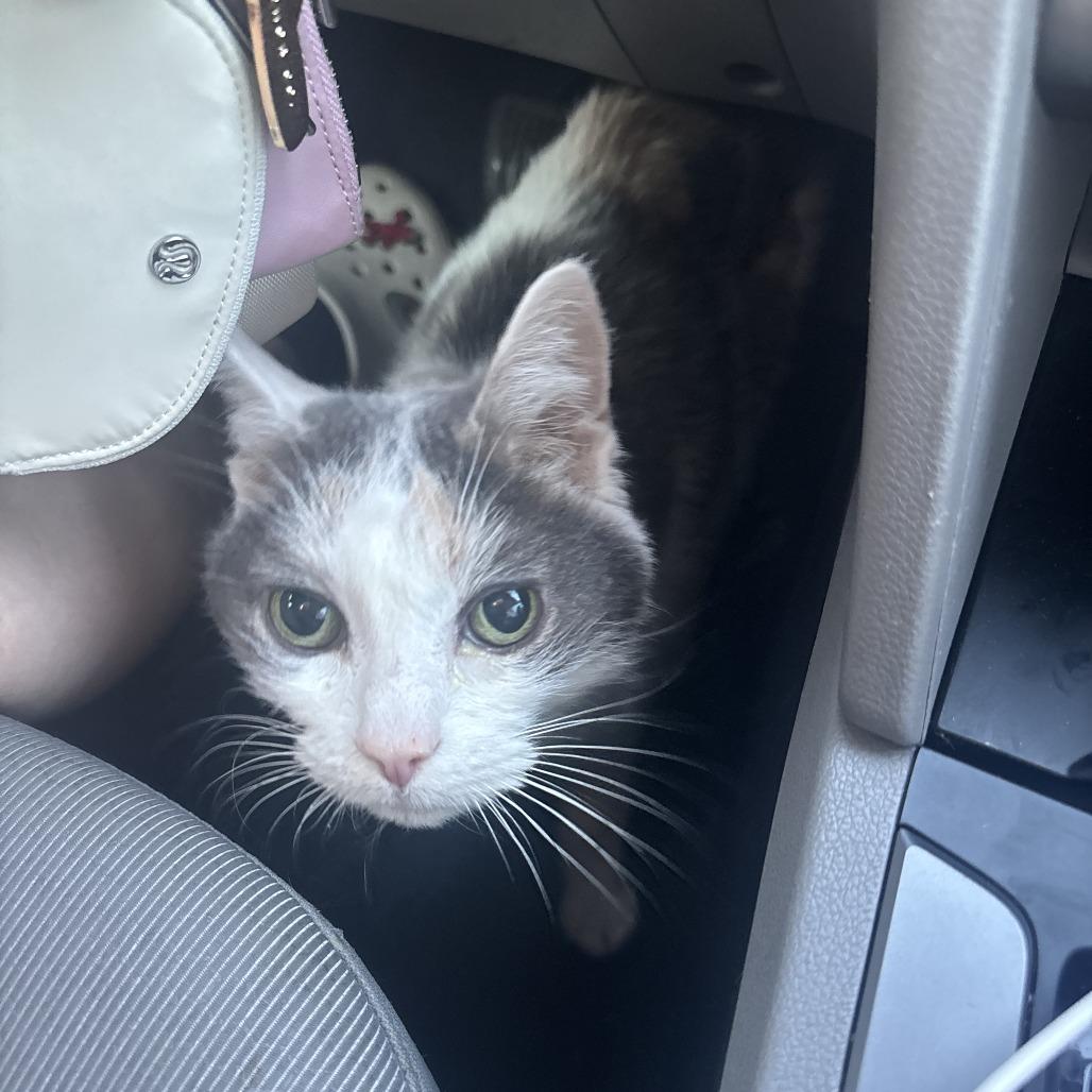 Angel — thumbnail 4