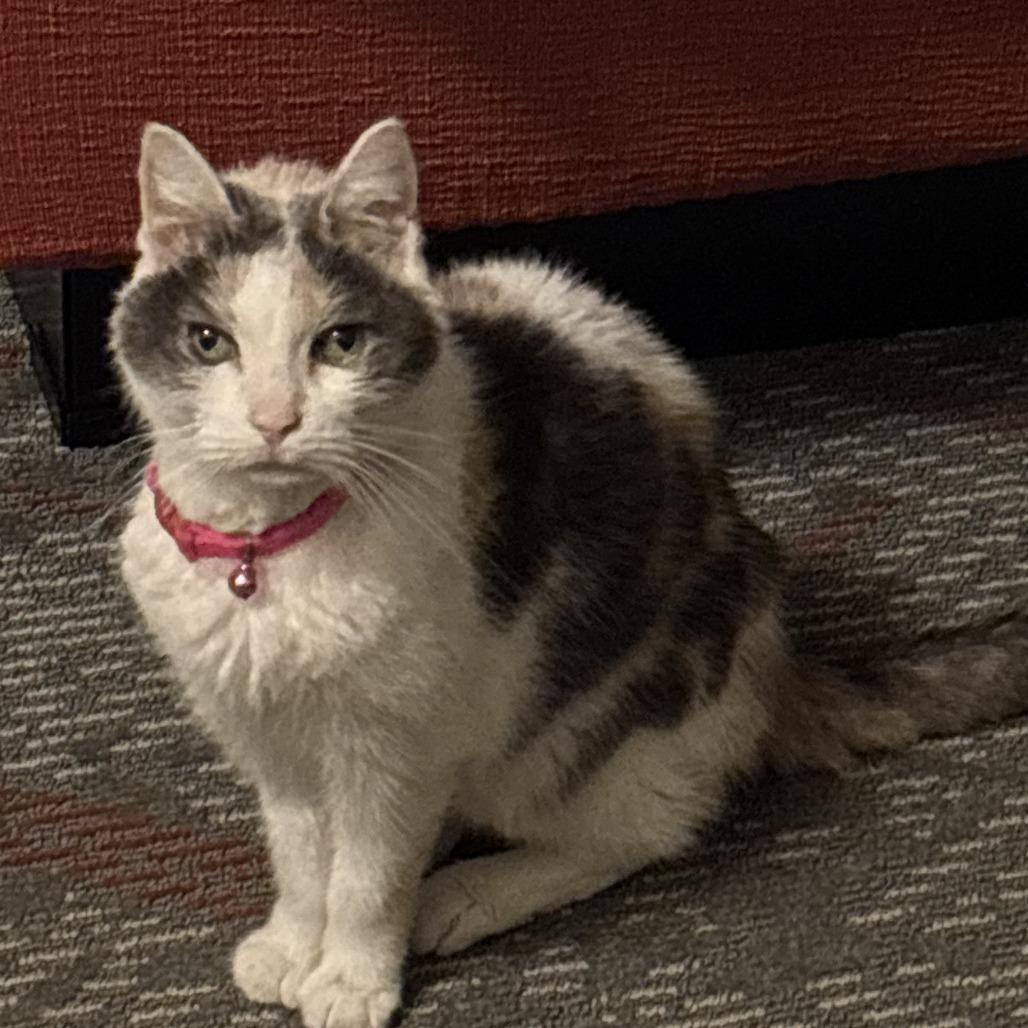 Angel, a Adoptable Domestic Short Hair in Lynchburg, VA image 5/5