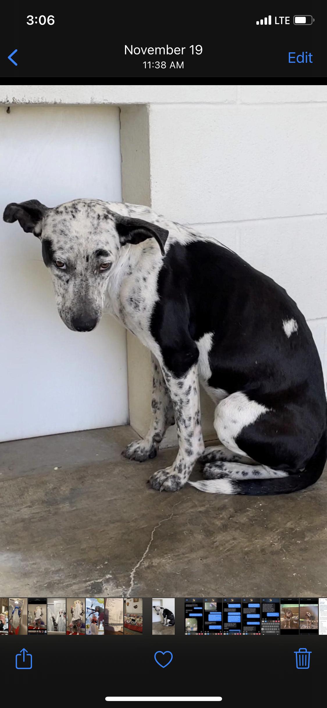 Enlarge Jill, a Adopted mixed breed in Cuero, TX image 3/3