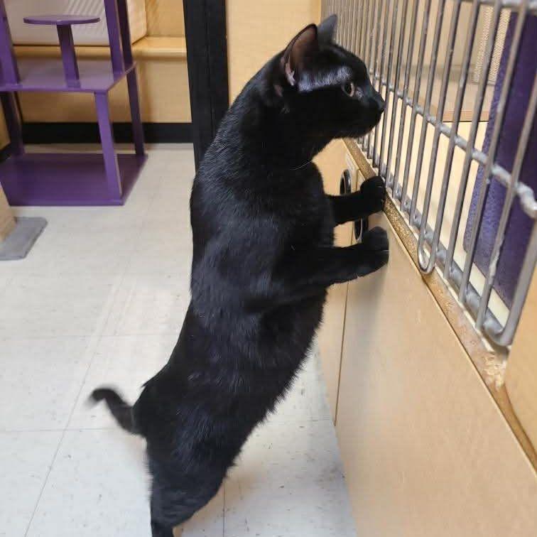 Enlarge Lulu, a ADOPTABLE Domestic Short Hair in Queen Creek, AZ image 2/6