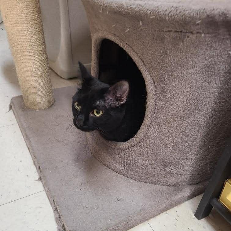 Enlarge Lulu, a ADOPTABLE Domestic Short Hair in Queen Creek, AZ image 4/6