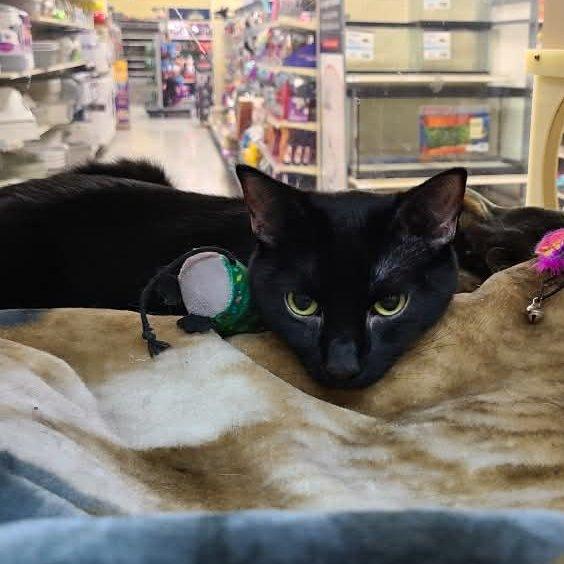 Lulu, ADOPTABLE, Adult Female Domestic Short Hair.