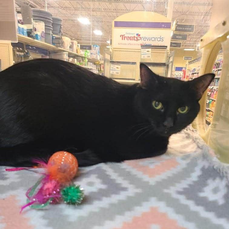 Enlarge Lulu, a ADOPTABLE Domestic Short Hair in Queen Creek, AZ image 5/6