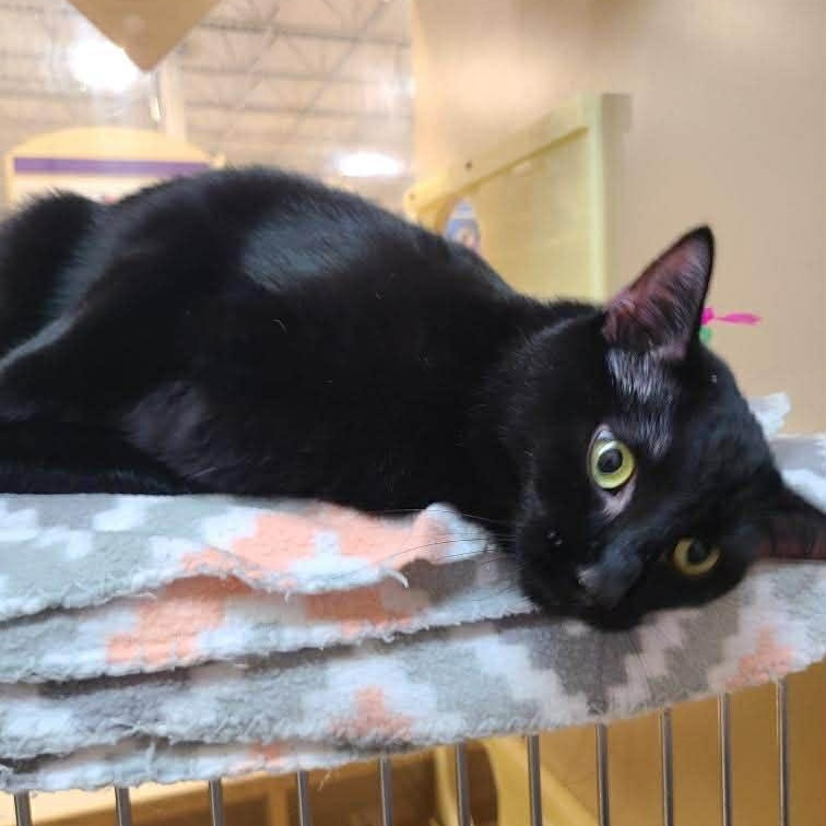 Enlarge Lulu, a ADOPTABLE Domestic Short Hair in Queen Creek, AZ image 6/6