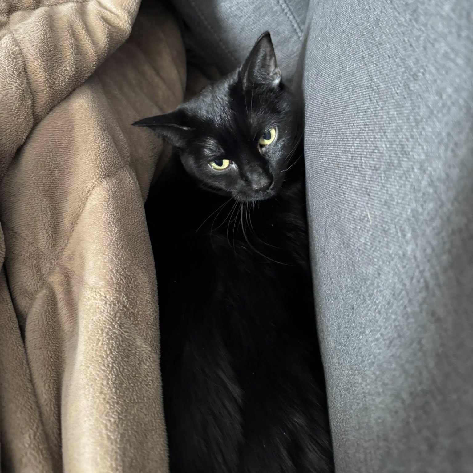 Lulu, a ADOPTABLE Domestic Short Hair in Queen Creek, AZ image 2/2